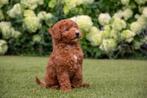 *Labradoodle pups klein, minidoodle pups*, Nederland, Overige rassen, 8 tot 15 weken, CDV (hondenziekte)