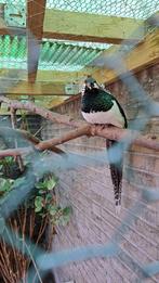 Fazant ladyamherst kuikens, Meerdere dieren, Tropenvogel