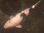 Prachtige shiro utsuri female 69 cm, Karper of Koi