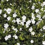 Vinca minor Elisa, maagdenpalm, bodembedekkers plant, Ophalen of Verzenden, Bodembedekkers, Halfschaduw