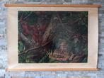 schoolplaat Op Borneo  **VERZ/OPH**, Antiek en Kunst, Ophalen, Natuur en Biologie
