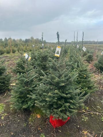 Fraseri kerstbomen Potgedrukt beschikbaar voor biedingen