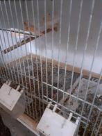 Koppel rood mozaïek kanarie,s 2025, Mannelijk, Kleurkanarie