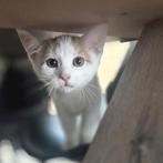 Kittens, Augustus, Mannelijk