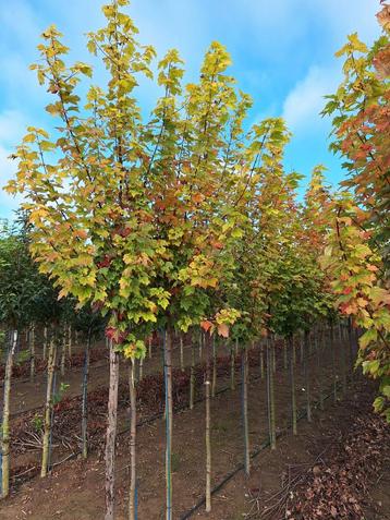 Acer freemanii 'Autumn Blaze'  ☘️🍁 beschikbaar voor biedingen
