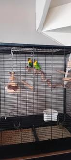 Dwerg papagaaien koppel., Dieren en Toebehoren, Vogels | Parkieten en Papegaaien, Vrouwelijk, Parkiet