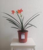 Kamerplant: Clivia (nummer 3 van 4), Huis en Inrichting, Overige soorten, Minder dan 100 cm, Bloeiende kamerplant, Ophalen