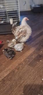 Kuikens, Dieren en Toebehoren, Pluimvee, Meerdere dieren, Kip