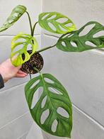 Monstera Adansonii Indo p12 (2), Huis en Inrichting, Kamerplanten, Overige soorten, Minder dan 100 cm, Ophalen of Verzenden, Halfschaduw