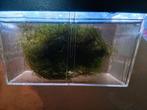 Grote pluk mos fissidens (vedermos), Dieren en Toebehoren, Vissen | Aquaria en Toebehoren, Ophalen, Zo goed als nieuw, Plant(en), Steen of Hout