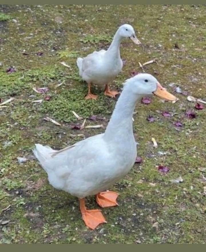 Knap koppel Peking eenden ( of 2 vrouwen ? ) van zorglocatie, Dieren en Toebehoren, Pluimvee, Eend, Meerdere dieren
