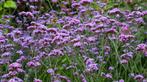 Verbena, vaste plant, Tuin en Terras, Planten | Tuinplanten, Bodembedekkers, Volle zon, Vaste plant, Ophalen of Verzenden