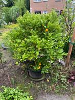 Mandarijnen boom, ca. 10 jaar oud, Volle zon, Lente, 100 tot 250 cm, Overige soorten