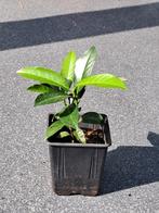 Laurierhaag 13 stekken, Ophalen