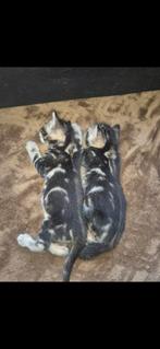 Nestje met 8 Bengaalse kittens, Dieren en Toebehoren, Katten en Kittens | Raskatten | Korthaar, Meerdere dieren, Met stamboom