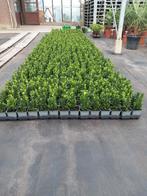 Buxus vervanger    Euonymus Green Spire, Buxus, Ophalen