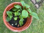 3 Vingerhoedskruid Planten, Overige soorten, Ophalen of Verzenden, Tweejarig, Halfschaduw