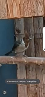Roodkuifkardinaal pop ruilen voor andere roodkuif pop, Dieren en Toebehoren, Vogels | Overige Vogels, Vrouwelijk, Geringd