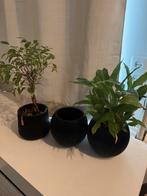 Plantjes, Ophalen, Halfschaduw, Minder dan 100 cm