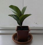 Vioolbladplant - Ficus lyrata 'bambino' stekje, Huis en Inrichting, Ophalen, Ficus, Halfschaduw, Minder dan 100 cm