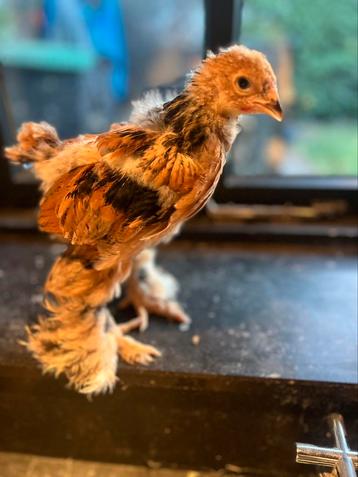 Brahma koppel buff zwart beschikbaar voor biedingen