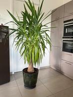 planten, Vaste plant, Bloeit niet, Halfschaduw, Ophalen
