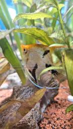 Maanvis panda, Dieren en Toebehoren, Vis