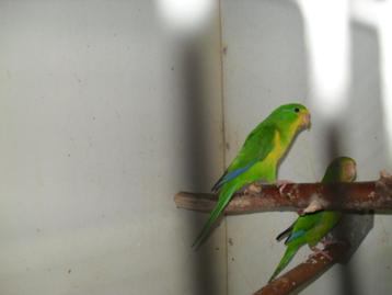 pyrrhura/ citroen park/ agapornis beschikbaar voor biedingen
