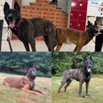 Mechelse herder x Hollandse herder pups, Dieren en Toebehoren, Honden | Herdershonden en Veedrijvers, 8 tot 15 weken, Meerdere