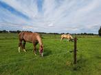 Stalling, Dieren en Toebehoren, Stalling en Weidegang, Stalling