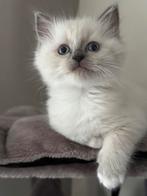 Ragdoll super knap kittens 100% ragdoll ️, Dieren en Toebehoren, Katten en Kittens | Raskatten | Langhaar, Meerdere dieren, Ontwormd