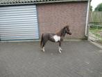 Apart hoogbenig Paardje Flower, Dieren en Toebehoren, Pony's, Merrie, 0 tot 2 jaar, A pony (tot 1.17m), Gechipt