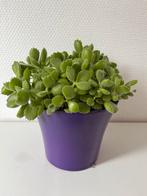 Eendenpootje vetplant, Overige soorten, In pot, Minder dan 100 cm, Groene kamerplant