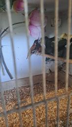 3x Kruising rietvink met ?, Dieren en Toebehoren, Vogels | Overige Vogels, Tropenvogel