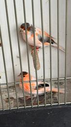 Harlekijnen kanaries, Dieren en Toebehoren, Vogels | Kanaries, Meerdere dieren, Kleurkanarie