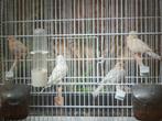 Agaat kanaries, Dieren en Toebehoren, Vogels | Kanaries, Meerdere dieren, Kleurkanarie