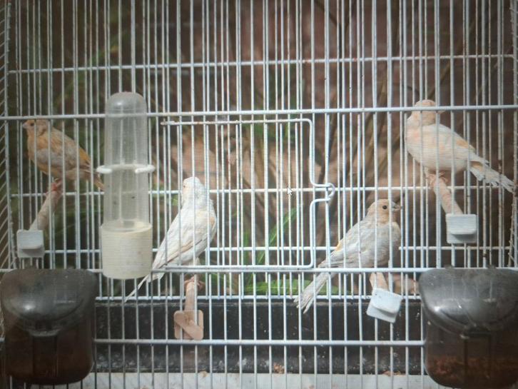 Agaat kanaries, Dieren en Toebehoren, Vogels | Kanaries, Kleurkanarie, Meerdere dieren