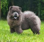 Chow Chow puppies FCI, Dieren en Toebehoren, Honden | Poolhonden, Keeshonden en Oertypen, Particulier, Rabiës (hondsdolheid), 15 weken tot 1 jaar