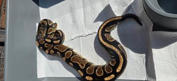 0.1 normal het albino beschikbaar voor biedingen
