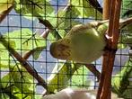Te koop een grasparkieten om tam te maken met kooi, Dieren en Toebehoren, Vogels | Parkieten en Papegaaien, Meerdere dieren, Parkiet