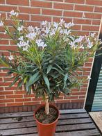 Diverse Oleanders vanaf €13,95