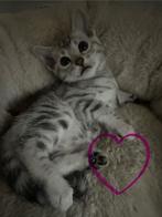 Zilver bengaal kittens!, Dieren en Toebehoren, Katten en Kittens | Raskatten | Korthaar, Meerdere dieren, 0 tot 2 jaar