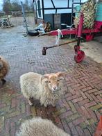 Ouessant ram, Mannelijk, Schaap, 0 tot 2 jaar