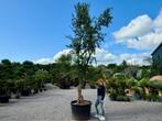 Kurkeik ( Quercus suber ) gedraaide dubbelstam te koop!!, Tuin en Terras, Planten | Bomen, Overige soorten, Zomer, 400 cm of meer