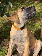 Duitse dog, Particulier, Rabiës (hondsdolheid), Overige rassen, 8 tot 15 weken