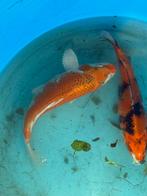 7 japanse koi, Dieren en Toebehoren, Karper of Koi