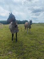Verzorgpony aangeboden!, Dieren en Toebehoren, Weidegang, 2 of 3 paarden of pony's