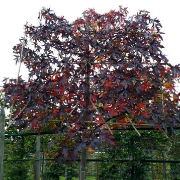 leibomen dak bomen  beschikbaar voor biedingen