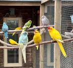 Te koop gevraagd verschillende soorten vogels, Meerdere dieren, Parkiet