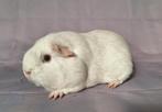 Gladhaar zeugje - wit donker oog, Dieren en Toebehoren, Cavia, Augustus, Vrouwelijk, Tam